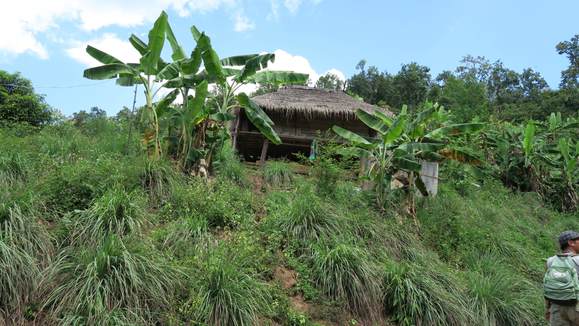 Chiang Mai Jungle