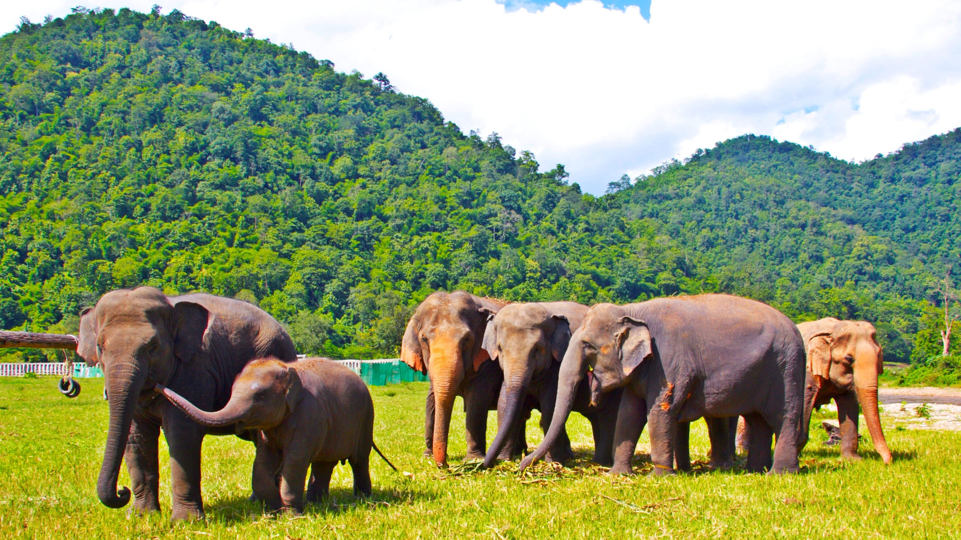 Chiang Mai Elephant Sanctuary Experience
